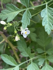 Cardiospermum corindum