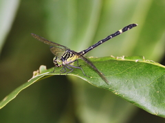 Austrogomphus prasinus