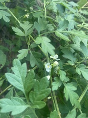 Cardiospermum corindum