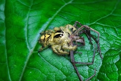 Hyllus diardi