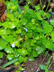 Torenia