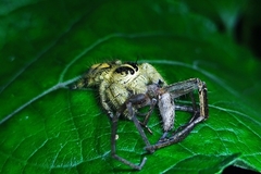 Hyllus diardi