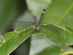 Austrogomphus prasinus