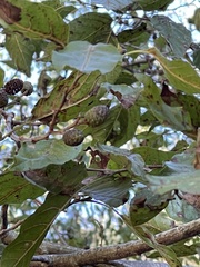 Alnus formosana