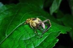 Hyllus diardi