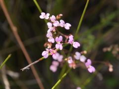 Stylidium caespitosum