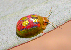 Paropsisterna gloriosa