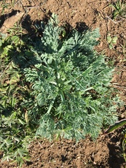 Eschscholzia californica