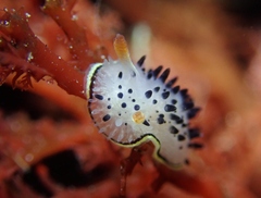 Acanthodoris rhodoceras