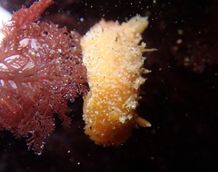 Thordisa bimaculata