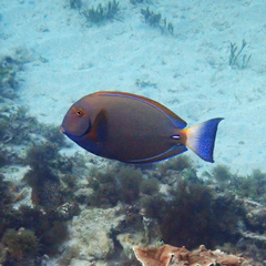 Acanthurus dussumieri