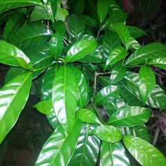 Tabernaemontana divaricata