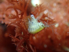 Elasmopus