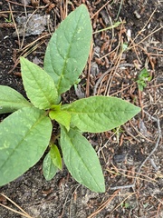 Phytolacca