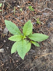 Phytolacca