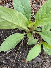 Phytolacca