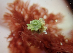 Megastraea undosa