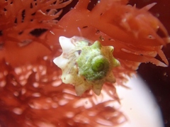 Megastraea undosa