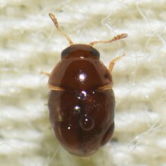 Phalacridae