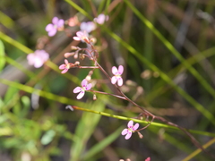 Stylidium caespitosum