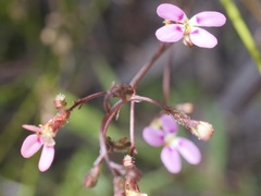 Stylidium caespitosum