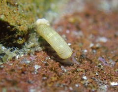 Caecum californicum