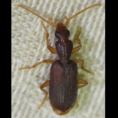 Pseudaptinus cubanus