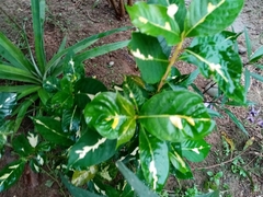Graptophyllum