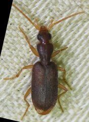 Pseudaptinus cubanus