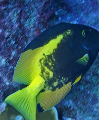 Acanthuridae