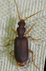 Pseudaptinus cubanus