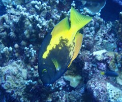 Acanthuridae