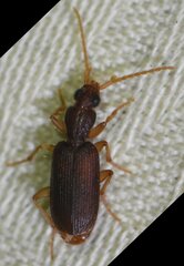 Pseudaptinus cubanus