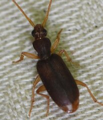 Pseudaptinus cubanus