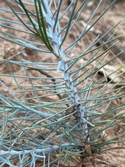 Pinus sabiniana