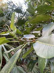 Ficus aurea