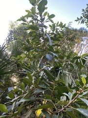 Ficus aurea