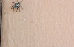 Leptofreya ambigua