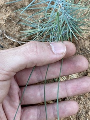 Pinus sabiniana