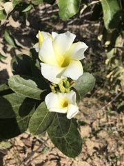 Odontadenia lutea