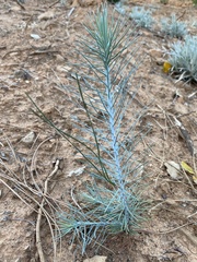 Pinus sabiniana