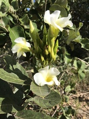 Odontadenia lutea