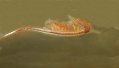 Eubranchipus vernalis