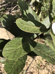 Odontadenia lutea