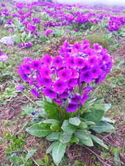 Primulaceae