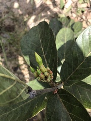 Odontadenia lutea