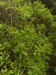 Brachyglottis perdicioides