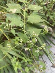 Mikania cordifolia