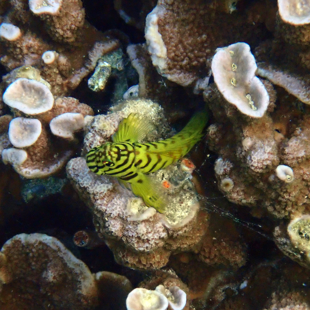 Chestnut blenny