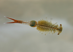 Eubranchipus vernalis